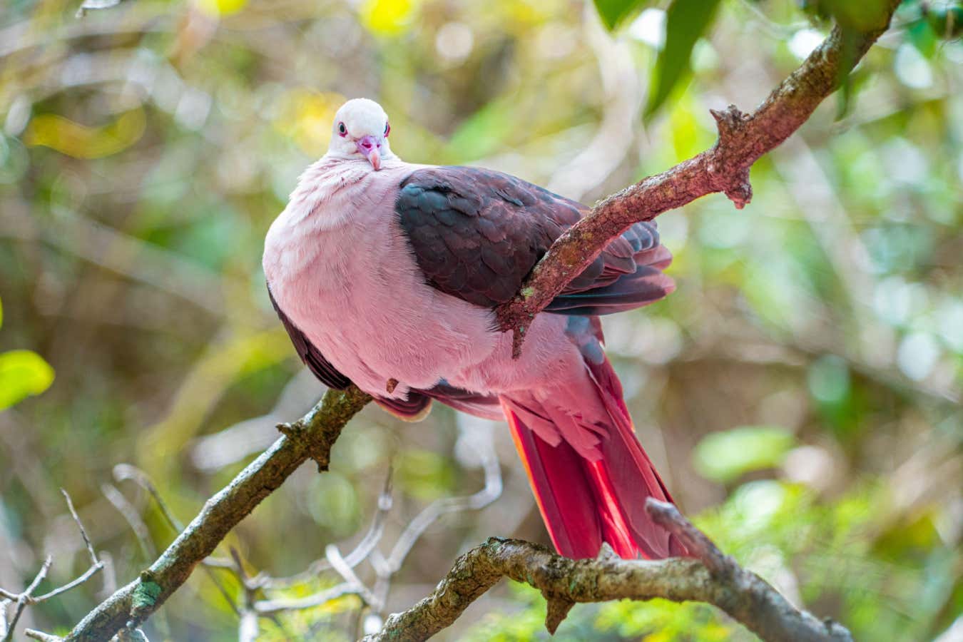Cómo la extinción del dodo está ayudando a rescatar a la extraordinaria paloma rosada