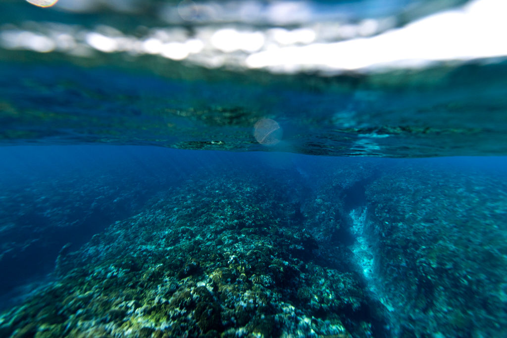 La resiliencia de los corales en los lagos marinos de Raja Ampat ofrece nuevos conocimientos sobre la supervivencia de las especies