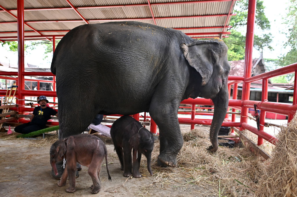 Elefantes gemelos nacidos en Tailandia brindan doble alegría a los conservacionistas