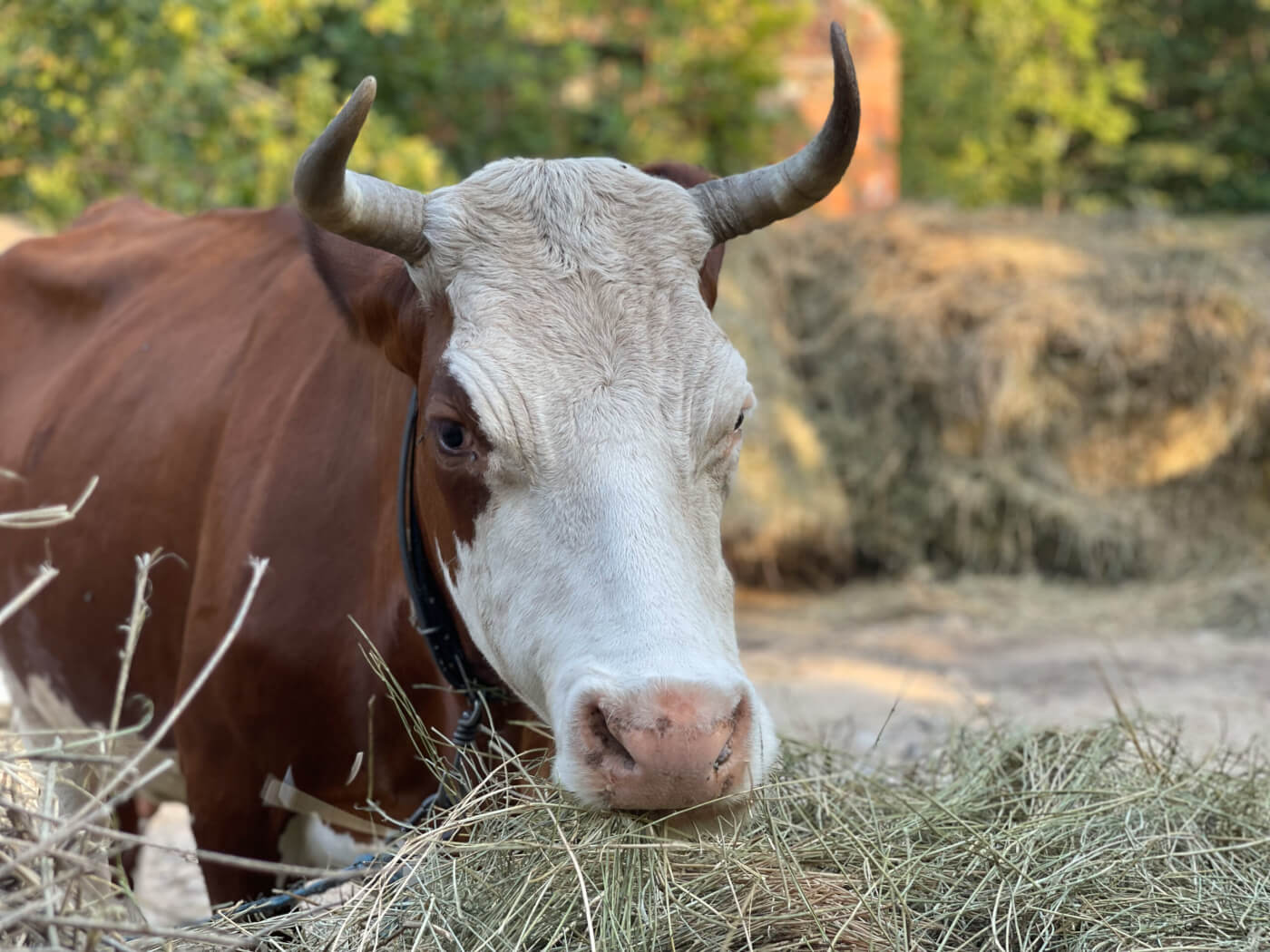 Un equipo salva 135 animales en 72 horas