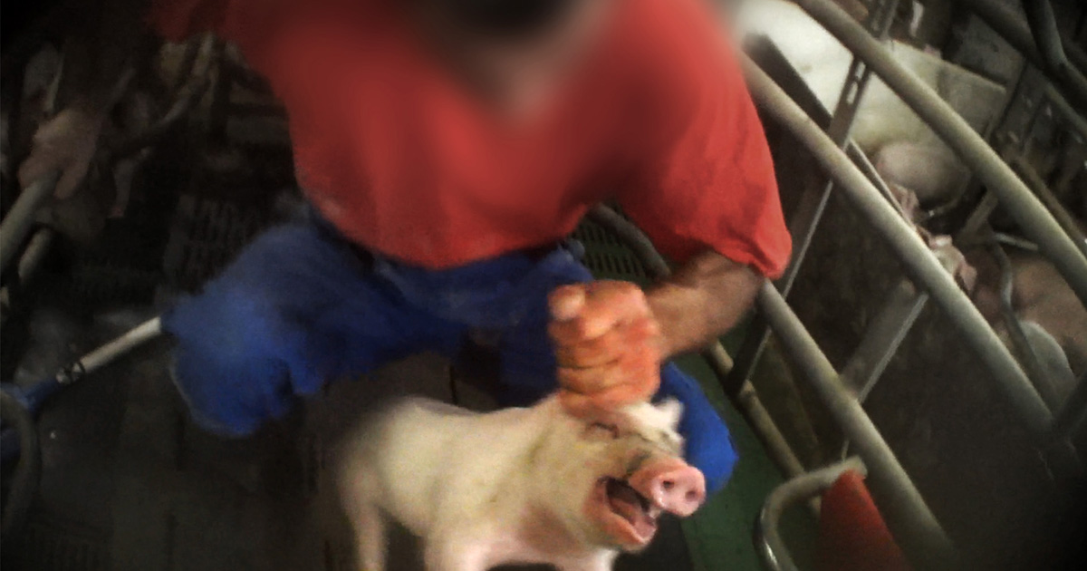 Una investigación expone crueldad animal intencional en una granja porcina alemana