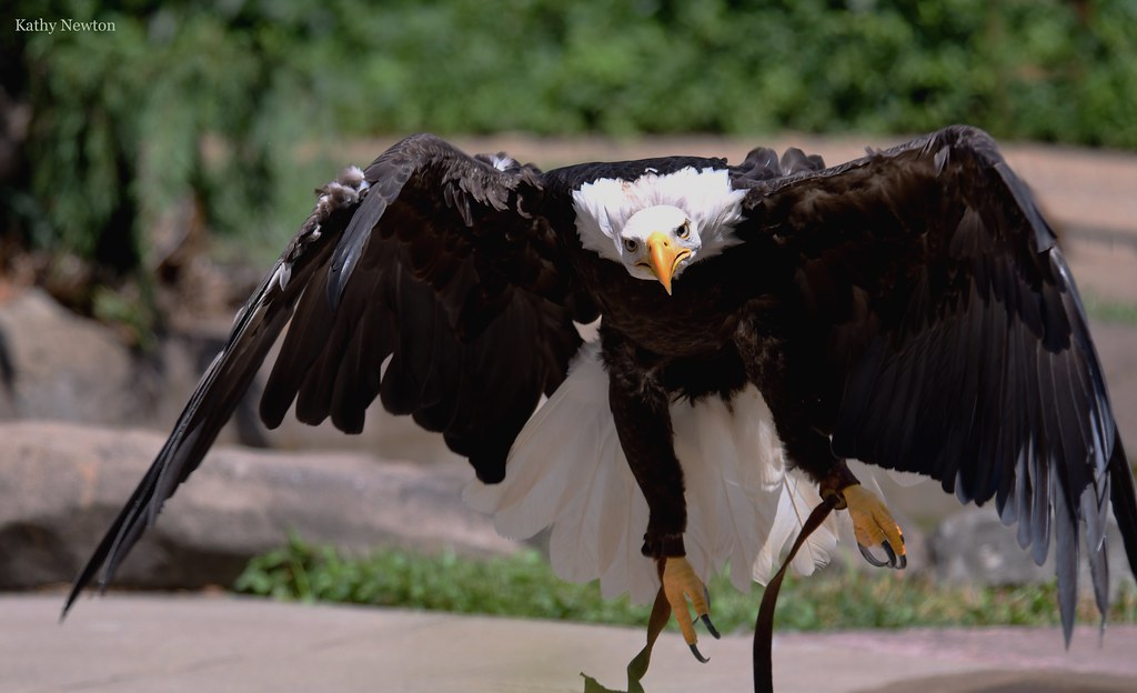 El zoológico de Cincinnati ofrece entrada GRATUITA a militares durante el feriado del 4 de julio