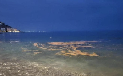 Bioluminiscencia – Noticias de la Gaceta de la Costa Tropical