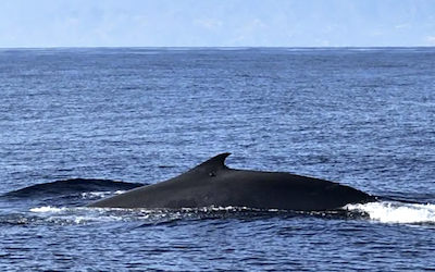 Avistamientos de ballenas – Noticias de Costa Tropical Gazette