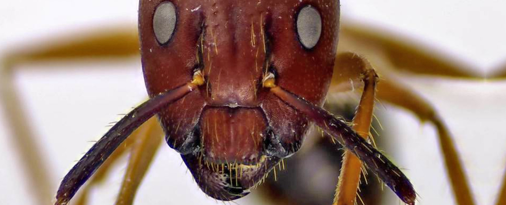 Estas hormigas realizan operaciones que salvan vidas a sus compañeras de nido heridas, de manera similar a los humanos: ScienceAlert