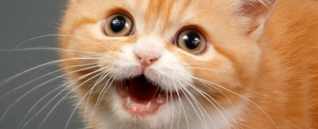 La conmovedora razón por la que tu gato te maúlla así: ScienceAlert