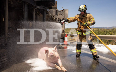 Cerdos y Autovías – Costa Tropical Gazette Noticias