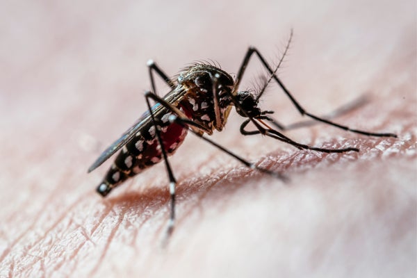 La sed de sangre de los mosquitos está impulsada por estas dos hormonas
