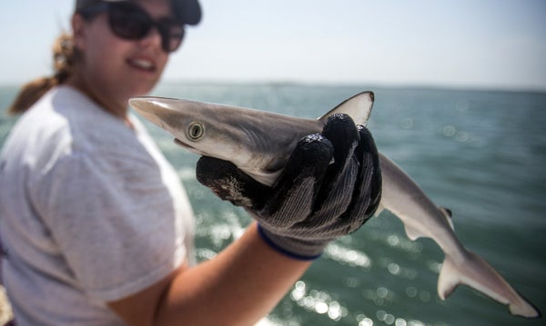 Descubren los primeros tiburones de la cocaína en aguas de Brasil