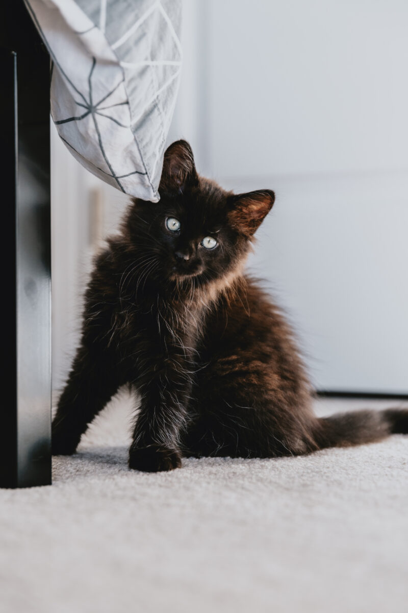 Cómo entretener a tu gato de interior