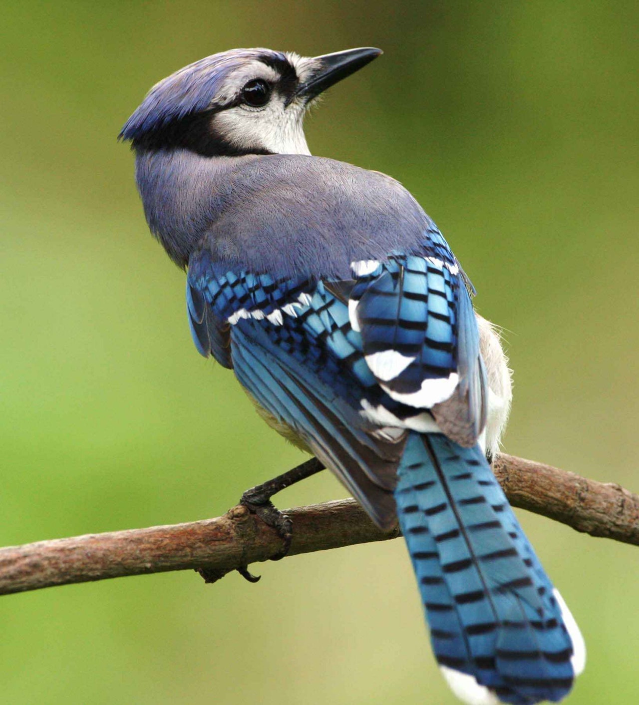 Vivir con la vida silvestre: aves – SPCA y Humane Society de Ontario