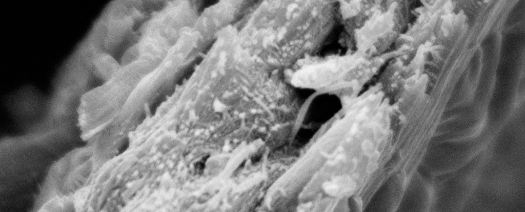 Un nuevo tipo de madera recién descubierto podría revolucionar el almacenamiento de carbono: ScienceAlert