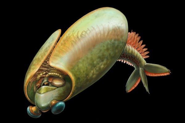 Un ‘taco de pescado extraterrestre’ de 500 millones de años de antigüedad fue una de las primeras criaturas con mandíbulas