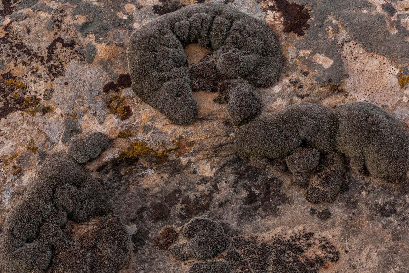Syntrichia caninervis: el musgo que sobrevive a la congelación profunda y la radiación podría vivir en Marte