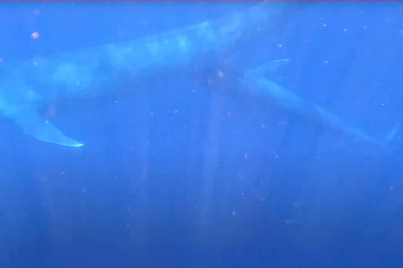 Por primera vez en la historia, una ballena azul madre alimenta a su cría es captada en video