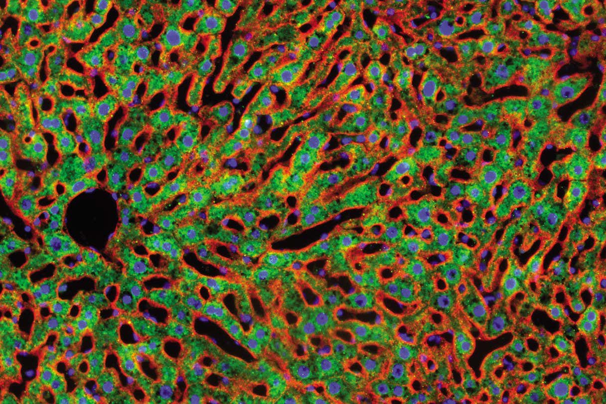 Un fármaco antiinflamatorio alargó la esperanza de vida de los ratones en un 20 por ciento