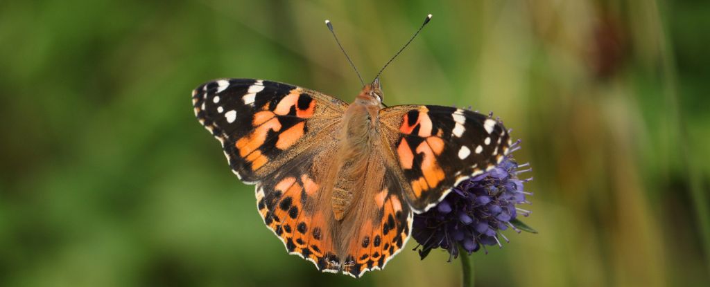 Las mariposas pueden realizar viajes épicos por el océano Atlántico, lo que sorprende a los científicos: ScienceAlert