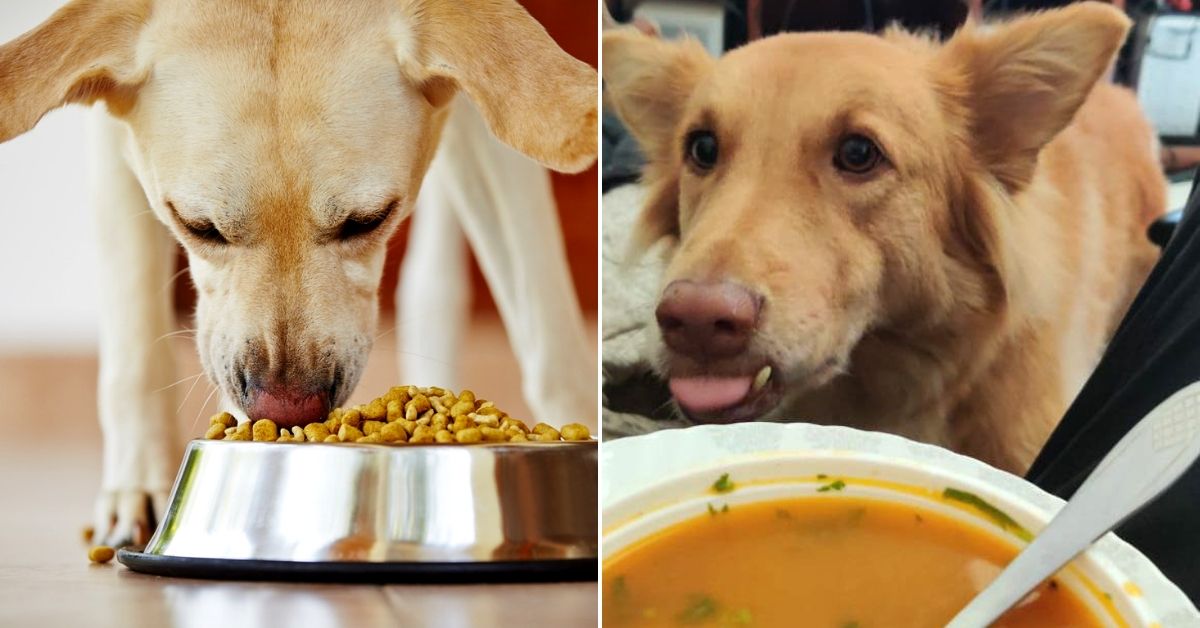 ¿Qué debe comer un perro? ¿Es saludable la comida para perros?