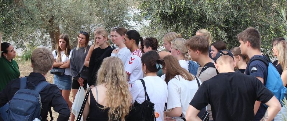 Visita guiada y cata de aceite de oliva « Euro Weekly News