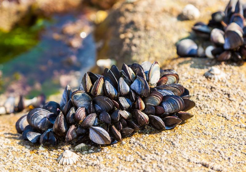 ¿Cómo se adhieren los mejillones a las superficies resbaladizas? | TS Digest