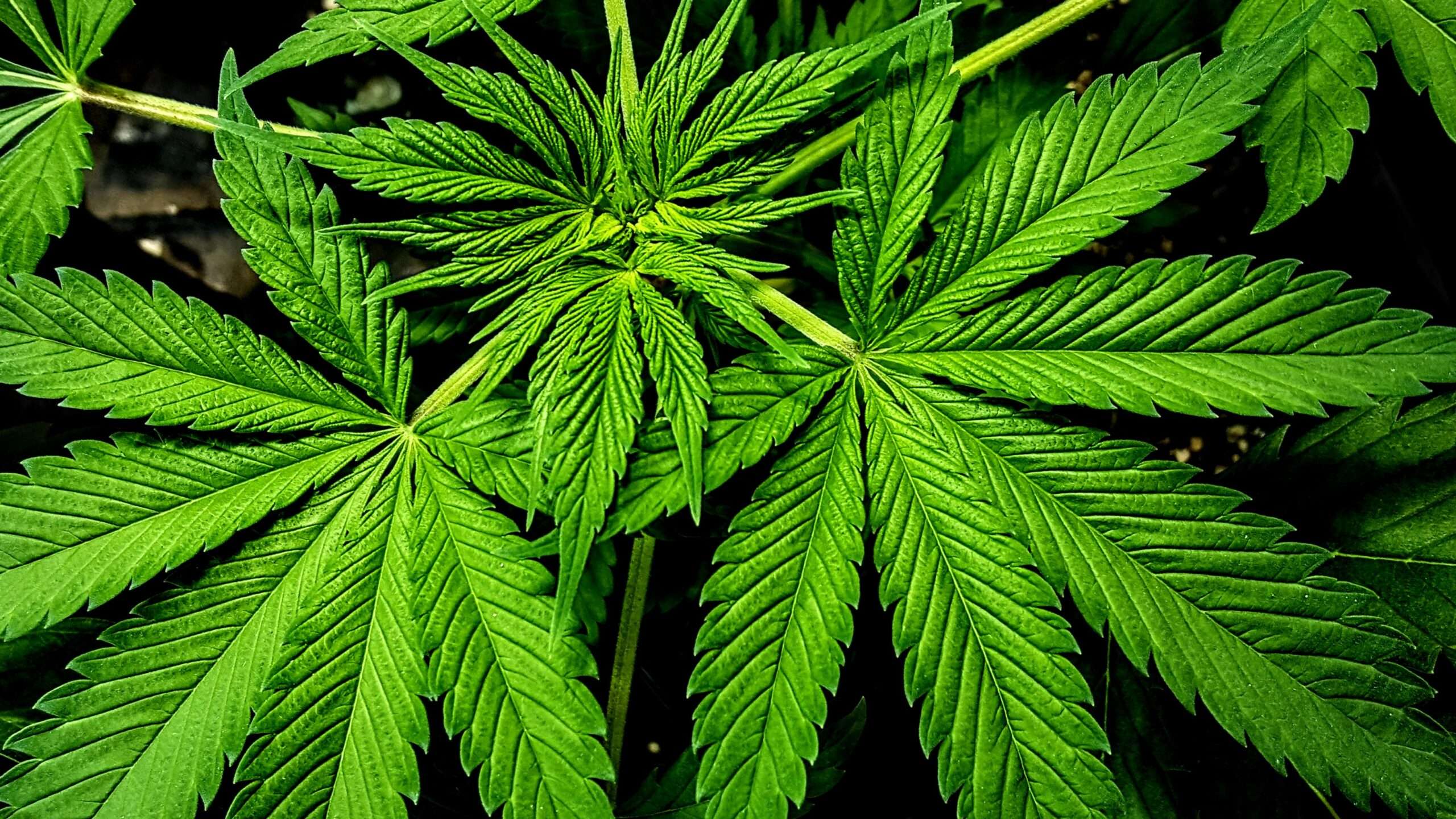Un crítico de la legalización de la marihuana exagera enormemente la prevalencia de la adicción
