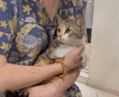 Salvados de la zona de guerra: gatos aterrorizados rescatados de la zona de guerra por equipos apoyados por PETA