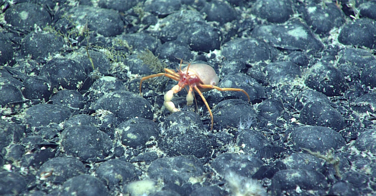 El misterioso descubrimiento de “oxígeno oscuro” en el fondo del océano
