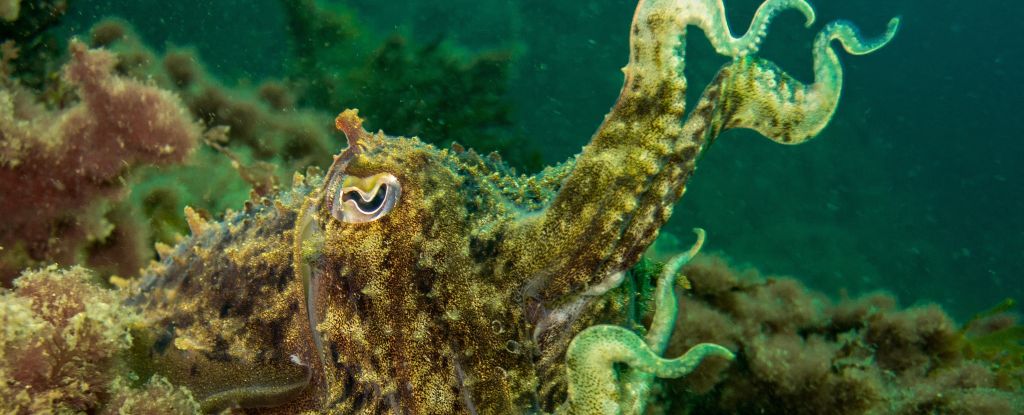 Las sepias pueden recordar el pasado de forma errónea, igual que los humanos: ScienceAlert