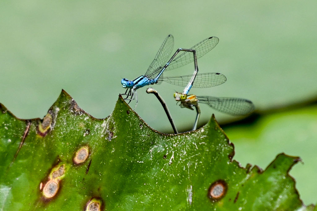 Singapur aprueba 16 especies de insectos para el consumo humano