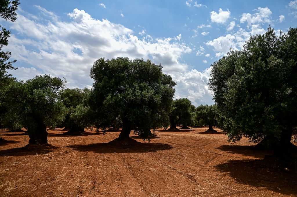 Las especies de árboles en el hemisferio norte comienzan a volverse más densas en las regiones más frías y húmedas, según un estudio