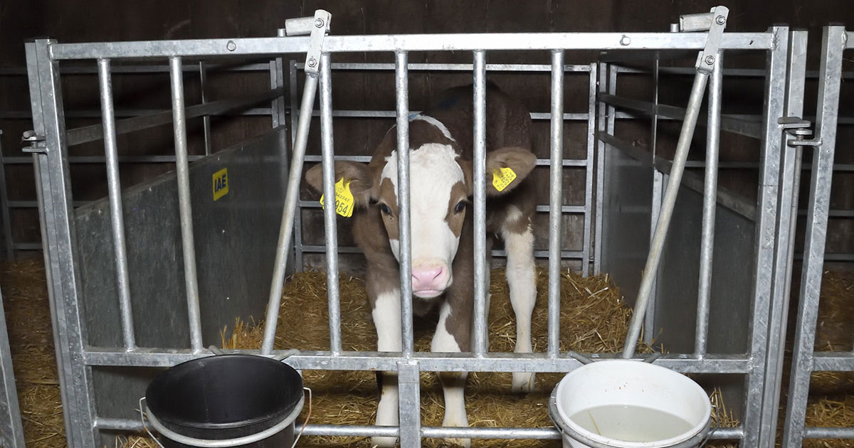 Cómo la industria láctea duele las vacas