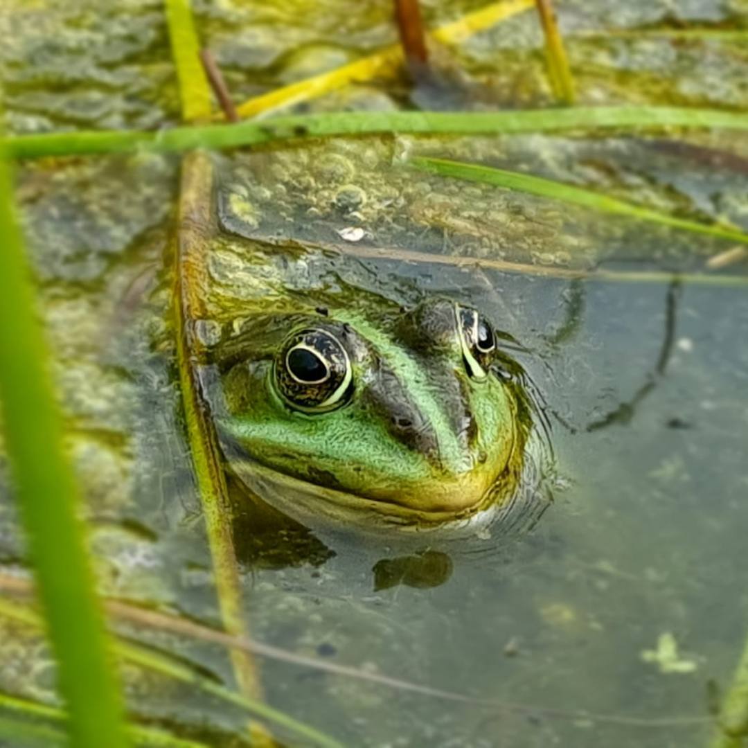 Espacios verdes accesibles « Euro Weekly News