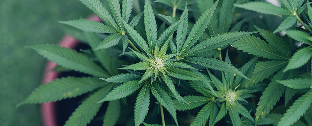 El cannabis tiene efectos antienvejecimiento en el cerebro de ratones: ScienceAlert