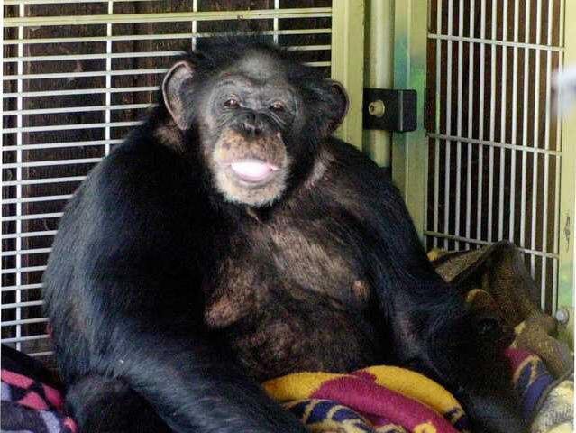 ¿Quién era Travis el chimpancé? Datos curiosos sobre los chimpancés