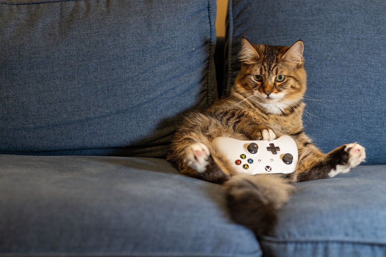 ¿Estás pensando en divorciarte? ¡Piensa en los gatos!