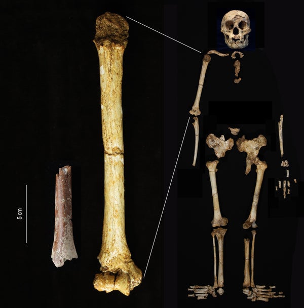 Nuevo fósil de ‘El hobbit’ aclara la historia del origen de este pequeño pariente humano