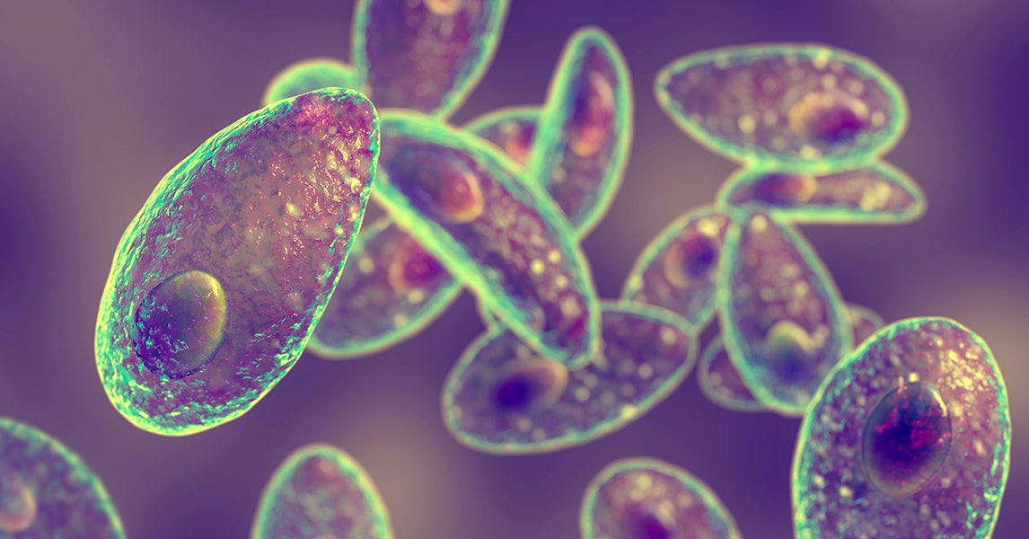 ¿Cómo se hacen llegar los fármacos al cerebro? Quizá se pueda intentar con un parásito