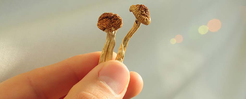 Los científicos revelan cómo luce el cerebro bajo los efectos de la psilocibina: ScienceAlert