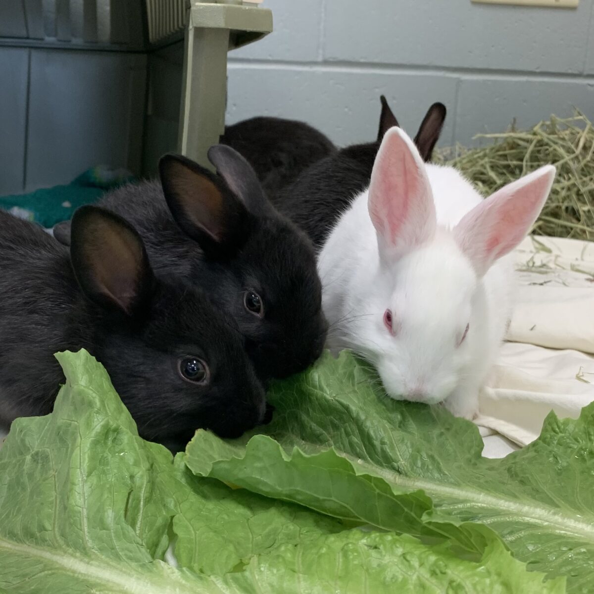 ¡Crea un jardín para tu pequeño animal!