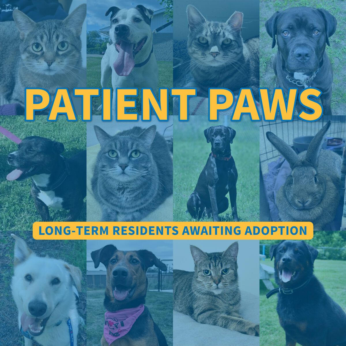 Patient Paws: ayudando a los animales a encontrar un hogar amoroso