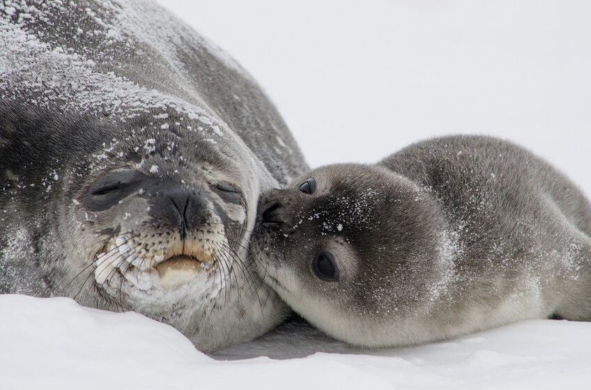 La Comisión Europea reevaluará la prohibición de importar pieles de foca