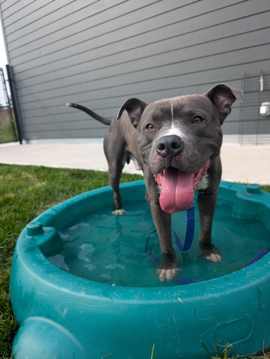 Actividades de fin de semana largo para disfrutar con tu perro