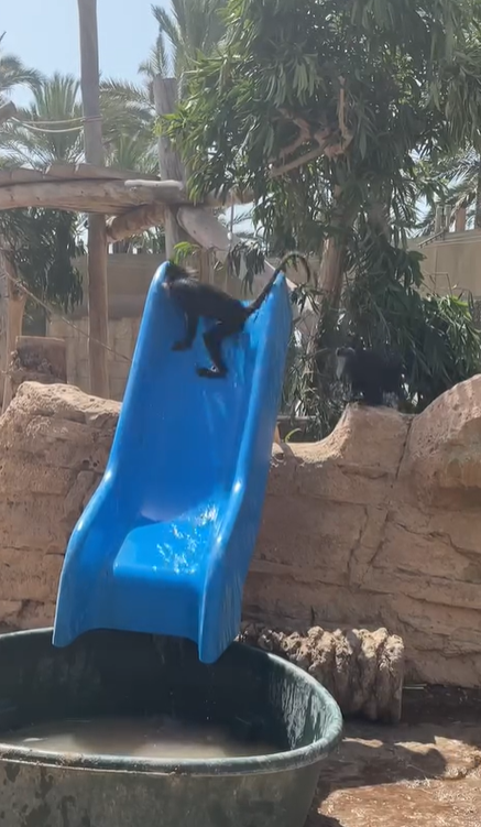Diversión acuática en el Día del Mangabey en el Rio Safari Elche « Euro Weekly News