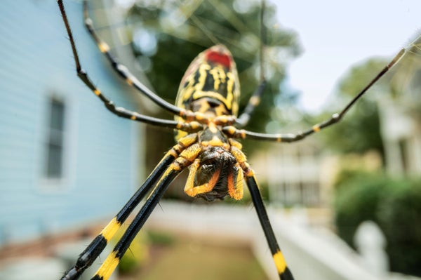 El secreto del éxito de las Joro Spiders puede ser su capacidad para mantener la calma