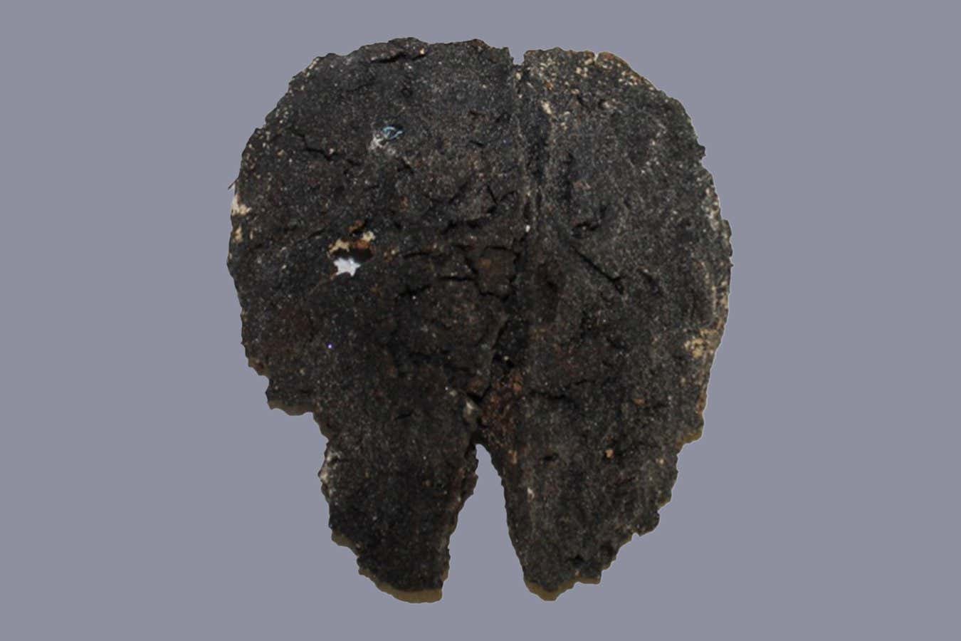 La cocaína en cerebros momificados revela cuándo los europeos usaron la droga por primera vez