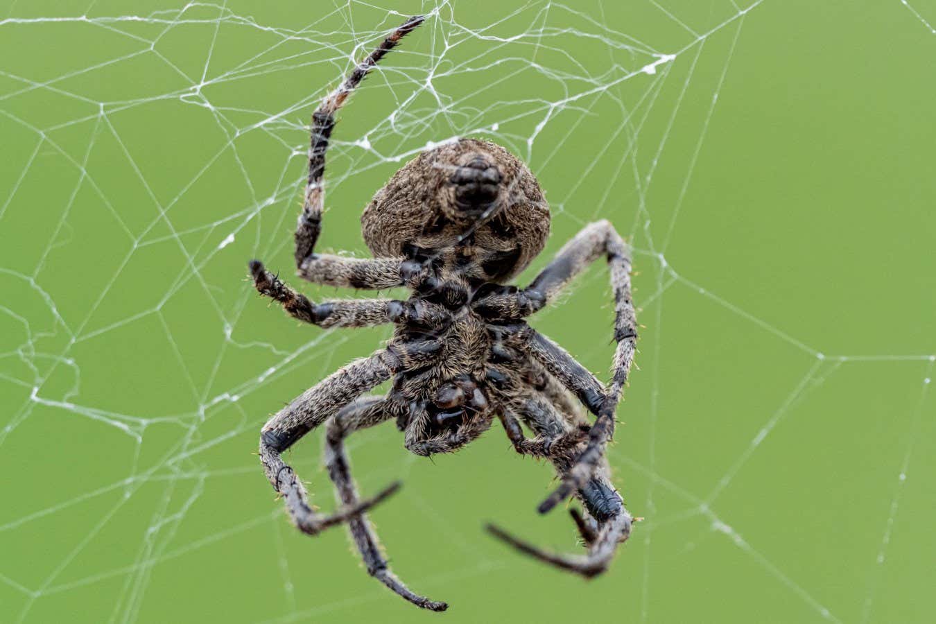 Las arañas usan luciérnagas como señuelos destellantes para atrapar más presas.