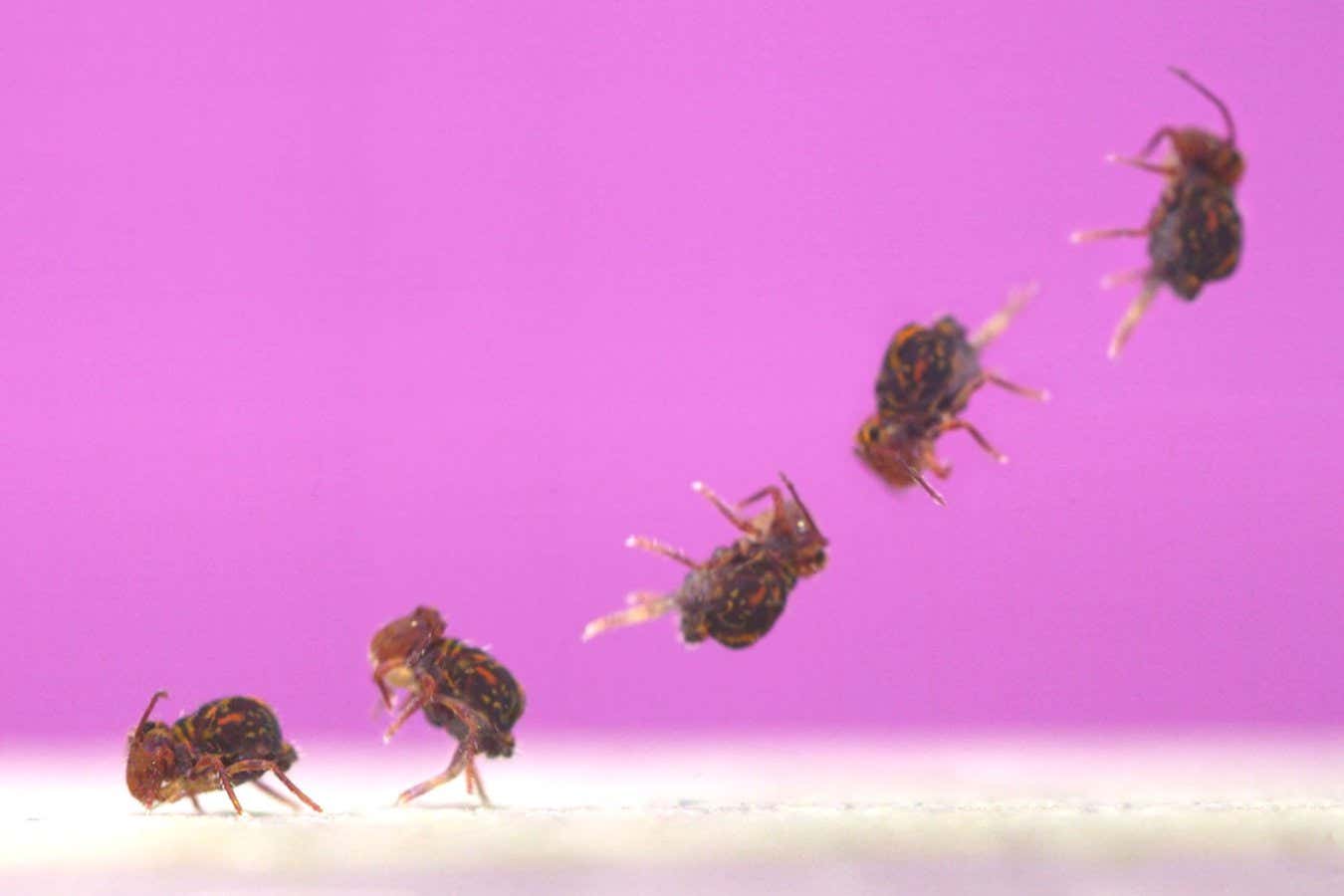 Los colémbolos que dan volteretas hacia atrás son los que giran más rápido en la naturaleza.