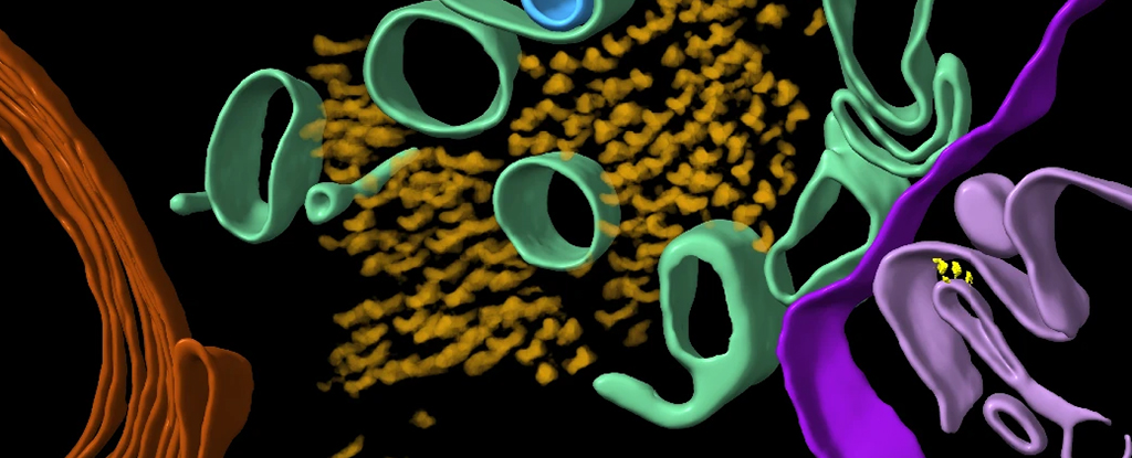 Revelan por primera vez la estructura molecular tridimensional del cerebro de personas con Alzheimer
