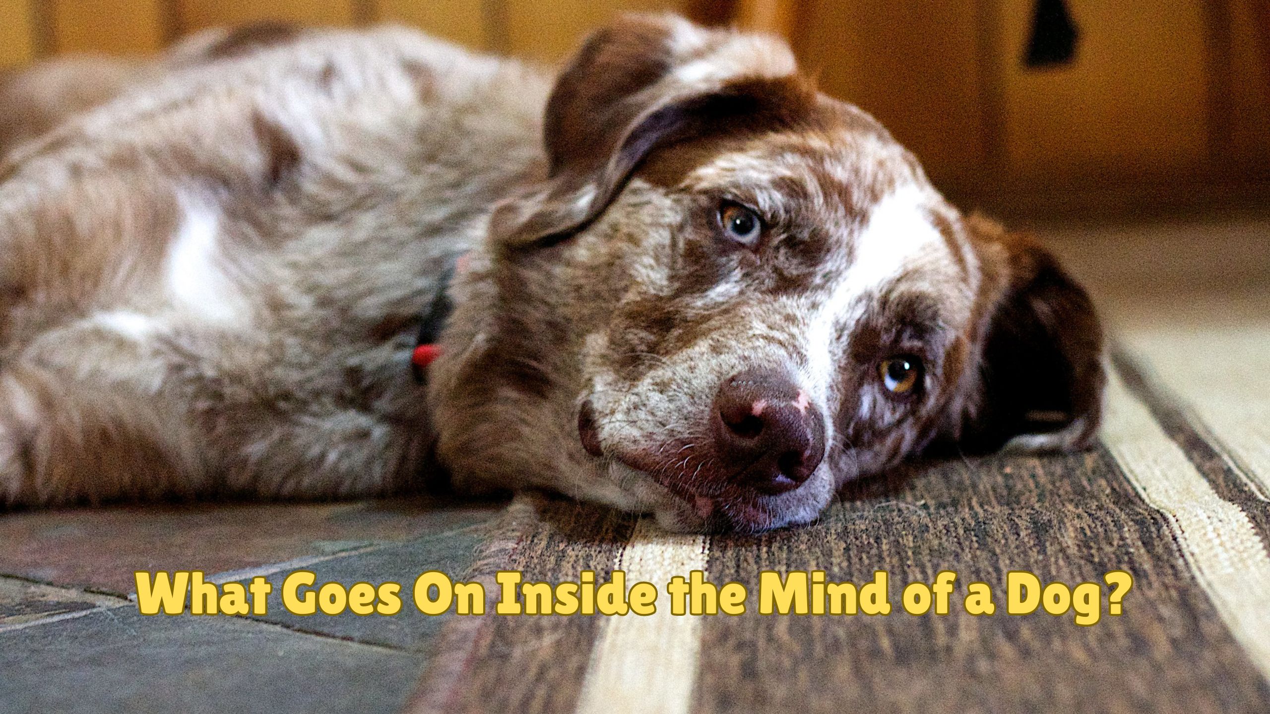 ¿Qué sucede dentro de la mente de un perro?