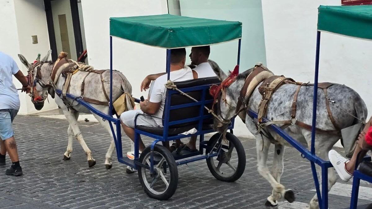 Aumenta la tensión por la situación de los burros de Mijas « Euro Weekly News